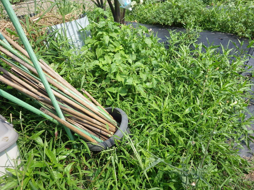 サンフーロンの効果 果樹園 田畑でも使用可能な除草剤を使ってみた あかいろtv
