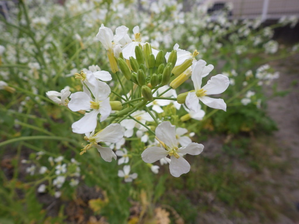 菜の花畑 大根の花 白菜の花 ブロッコリーの花 のっぽな知恵袋