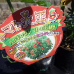 トマト大王（ハンギングミニトマト）の栽培方法