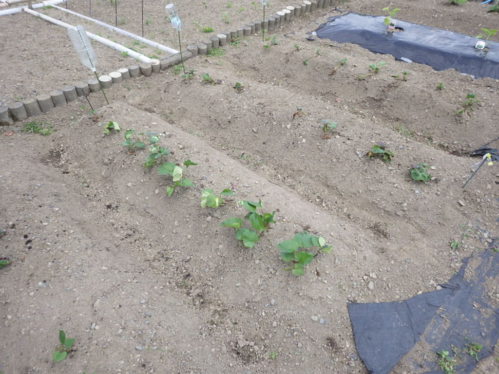 サツマイモの栽培方法 あかいろtv